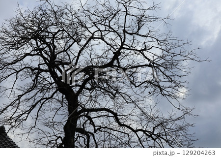 冬空にそそり立つ柿の大木 129204263