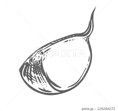 Vector sketch of garlic clove. Hand drawn illustration in engraving style. Drawing of aromatic seasoning in ink and brush. Garlic clove lies on the table. Ideal for menu, label. 129204272