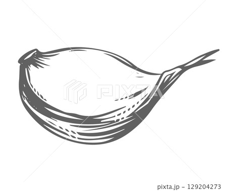 Vector sketch of a garlic clove, hand drawn. Garlic in engraving style. Detailed drawing of a fragrant seasoning. Farmer's market product. Great for menu, label, badge. 129204273