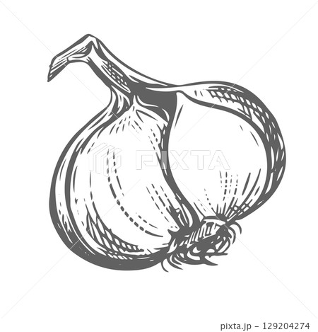 Vector hand drawn sketch of garlic. Head of garlic in engraving style. Detailed drawing of aromatic seasoning. Farmer's market product. Great for menu, label, badge. Vector hand drawn sketch of garlic. Head of garlic in engraving style. Detailed drawing of aromatic seasoning. Farmer's market product. Great for menu, label, badge. 129204274