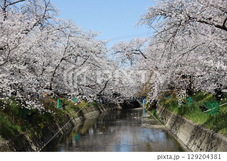 桜 岩倉市 桜まつり 五条川 愛知県 桜 岩倉市 桜まつり 五条川 愛知県 129204381