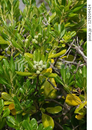 トベラの実・2025年6月 129204424