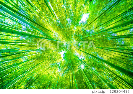 日本の横浜都市景観 緑色に染まる竹林と木漏れ日。強い日差し…猛烈な暑さ…＝8月4日 129204455