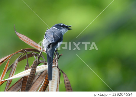 沖縄や奄美の国立公園や森林で見られる白黒の美しい小鳥、リュウキュウサンショウクイ 沖縄や奄美の国立公園や森林で見られる白黒の美しい小鳥、リュウキュウサンショウクイ 129204554