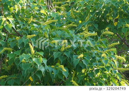 ナンキンハゼの穂状の花・2025年6月 ナンキンハゼの穂状の花・2025年6月 129204749