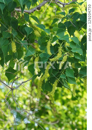 ナンキンハゼの穂状の花・2025年6月　 129204750