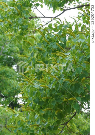 ナンキンハゼの穂状の花・2025年6月 ナンキンハゼの穂状の花・2025年6月 129204752