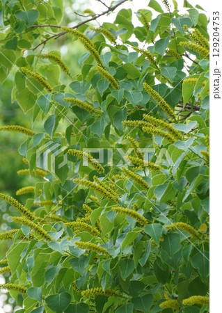 ナンキンハゼの穂状の花・2025年6月　 129204753
