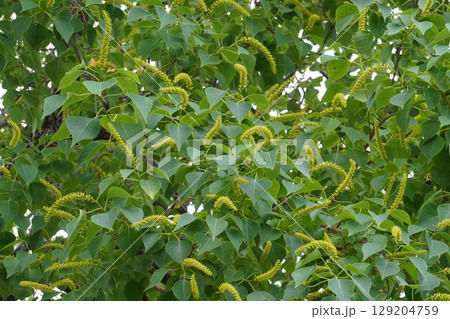 ナンキンハゼの穂状の花・2025年6月 ナンキンハゼの穂状の花・2025年6月 129204759