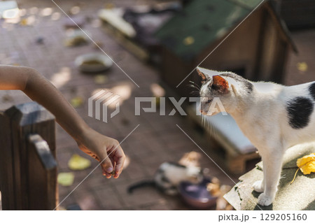 A cat curiously approaches a person reaching out with an open hand, in a cozy outdoor space filled with fallen leaves and scattered bowls for pets. Homeless cat. 129205160