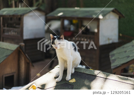 A cat sits comfortably on the roof of a small wooden structure, enjoying the warm sunlight. Nearby, additional wooden houses are visible in a vibrant garden filled with leaves A cat sits comfortably on the roof of a small wooden structure, enjoying the warm sunlight. Nearby, additional wooden houses are visible in a vibrant garden filled with leaves 129205161