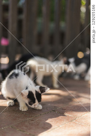 A group of kittens plays and explores in a sunlit outdoor area. One curious kitten investigates the ground while others are seen in the background, enjoying the warm weather A group of kittens plays and explores in a sunlit outdoor area. One curious kitten investigates the ground while others are seen in the background, enjoying the warm weather 129205166