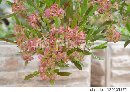 ハウチワノキ・2025年6月 129205175