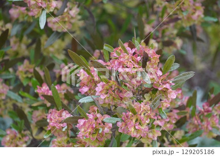 ハウチワノキ・2025年6月 ハウチワノキ・2025年6月 129205186