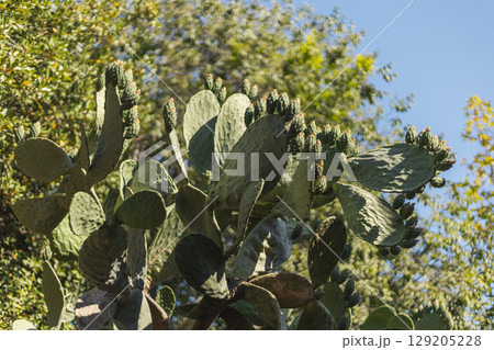 Large cactus plant displays vibrant green pads and developing buds against a backdrop of lush vegetation and clear blue sky, showcasing the beauty of nature 129205228