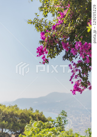 Vibrant pink bougainvillea flowers hang over a breathtaking view of distant mountains and the sparkling ocean on a clear day, capturing the beauty of nature 129205229