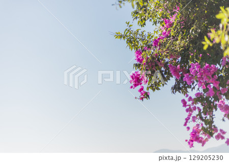 Vibrant bougainvillea flowers spill over lush green leaves against a bright blue sky. This serene scene captures the beauty of nature in a peaceful afternoon atmosphere Vibrant bougainvillea flowers spill over lush green leaves against a bright blue sky. This serene scene captures the beauty of nature in a peaceful afternoon atmosphere 129205230