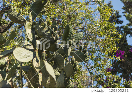 Cacti with broad, flat pads grow densely in a sunny garden, surrounded by various trees and colorful flowering plants under a bright blue sky Cacti with broad, flat pads grow densely in a sunny garden, surrounded by various trees and colorful flowering plants under a bright blue sky 129205231