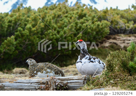 立山や北アルプスの高山で出会える希少な特別天然記念物の人気者、ライチョウ 129205274