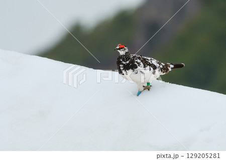 立山や北アルプスの高山で出会える希少な特別天然記念物の人気者、ライチョウ 立山や北アルプスの高山で出会える希少な特別天然記念物の人気者、ライチョウ 129205281