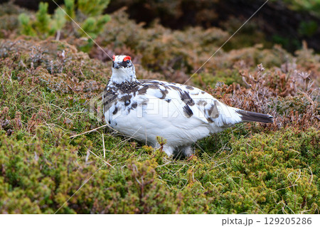 立山や北アルプスの高山で出会える希少な特別天然記念物の人気者、ライチョウ 129205286