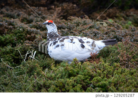 立山や北アルプスの高山で出会える希少な特別天然記念物の人気者、ライチョウ 129205287