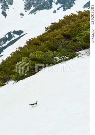 立山や北アルプスの高山で出会える希少な特別天然記念物の人気者、ライチョウ 129205305