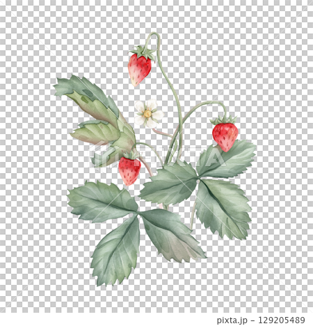 Composition with Wild Strawberry branches and white flower . Hand drawn watercolor illustration of Woodland strawberry plant green leaves and red wild berries on isolated background. 129205489