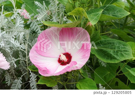 アメリカフヨウの大輪の花・2025年6月　 129205805