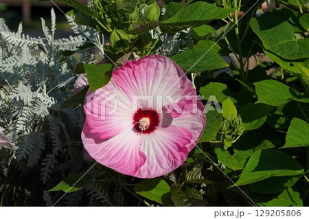 アメリカフヨウの大輪の花・2025年6月  アメリカフヨウの大輪の花・2025年6月  129205806