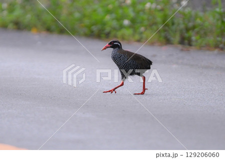 白黒のゼブラ模様に赤い嘴と脚が目立つ、沖縄固有種の人気者、飛べない鳥ヤンバルクイナ 白黒のゼブラ模様に赤い嘴と脚が目立つ、沖縄固有種の人気者、飛べない鳥ヤンバルクイナ 129206060