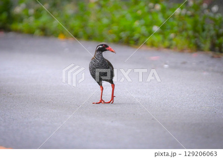 白黒のゼブラ模様に赤い嘴と脚が目立つ、沖縄固有種の人気者、飛べない鳥ヤンバルクイナ 白黒のゼブラ模様に赤い嘴と脚が目立つ、沖縄固有種の人気者、飛べない鳥ヤンバルクイナ 129206063