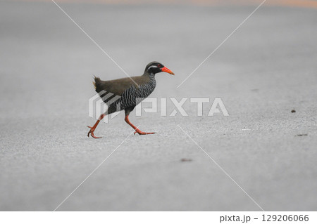 白黒のゼブラ模様に赤い嘴と脚が目立つ、沖縄固有種の人気者、飛べない鳥ヤンバルクイナ 129206066