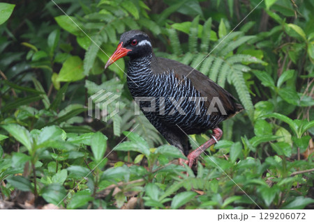 白黒のゼブラ模様に赤い嘴と脚が目立つ、沖縄固有種の人気者、飛べない鳥ヤンバルクイナ 129206072