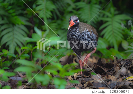 白黒のゼブラ模様に赤い嘴と脚が目立つ、沖縄固有種の人気者、飛べない鳥ヤンバルクイナ 129206075