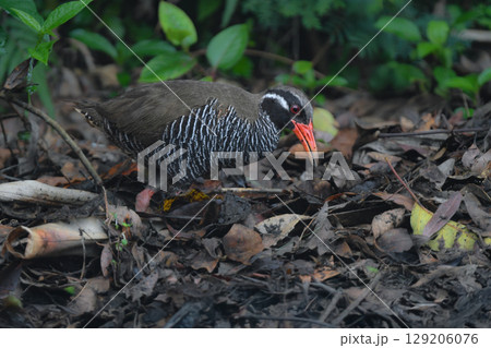 白黒のゼブラ模様に赤い嘴と脚が目立つ、沖縄固有種の人気者、飛べない鳥ヤンバルクイナ 129206076