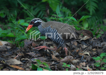 白黒のゼブラ模様に赤い嘴と脚が目立つ、沖縄固有種の人気者、飛べない鳥ヤンバルクイナ 白黒のゼブラ模様に赤い嘴と脚が目立つ、沖縄固有種の人気者、飛べない鳥ヤンバルクイナ 129206079