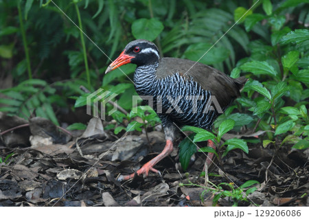 白黒のゼブラ模様に赤い嘴と脚が目立つ、沖縄固有種の人気者、飛べない鳥ヤンバルクイナ 129206086