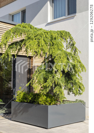 A vibrant green tree is prominently displayed in a modern planter positioned outside a sleek building. The sunlight enhances the lush foliage, creating an inviting atmosphere 129206278