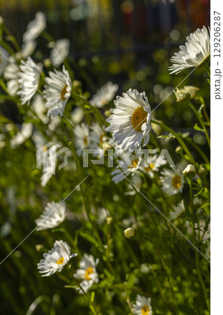 Daisies sway gently in the breeze, their white petals and yellow centers brightening the lush garden. Sunlight filters through, enhancing the vibrant colors of springtime 129206287