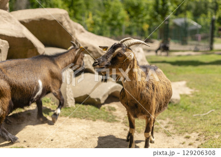 Two goats interact in a farm setting filled with lush greenery and natural rock formations. One goat stands proudly while the other explores nearby, enjoying the sunny weather Two goats interact in a farm setting filled with lush greenery and natural rock formations. One goat stands proudly while the other explores nearby, enjoying the sunny weather 129206308