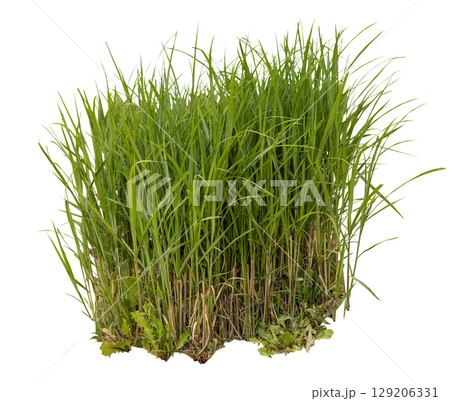 Lush green grass isolated on white background, emphasizing its vibrant colors and textures ideal for various design and landscaping projects. Front view, cut out plant. 129206331