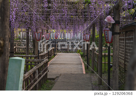 磐田市の熊野の長藤の風景(静岡県) 磐田市の熊野の長藤の風景(静岡県) 129206368