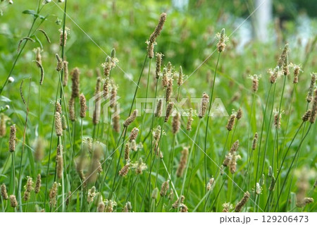 ヘラオオバコの花・2025年㋆ ヘラオオバコの花・2025年㋆ 129206473
