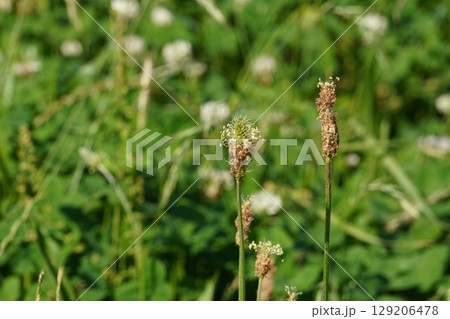 ヘラオオバコの花・2025年6月 ヘラオオバコの花・2025年6月 129206478