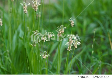 ヘラオオバコの花・2025年6月　 129206482