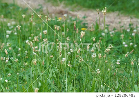 ヘラオオバコの花・2025年6月 ヘラオオバコの花・2025年6月 129206485