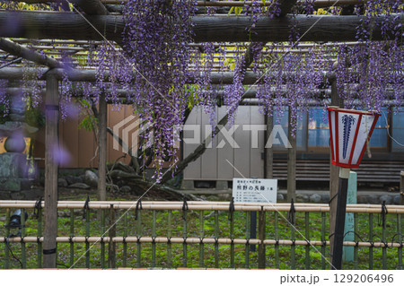磐田市の熊野の長藤の風景(静岡県) 129206496