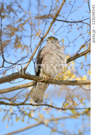 住宅地や公園でも出会うことができる身近なハンター、かっこいい猛禽類のツミ 住宅地や公園でも出会うことができる身近なハンター、かっこいい猛禽類のツミ 129206545