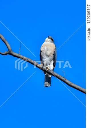 住宅地や公園でも出会うことができる身近なハンター、かっこいい猛禽類のツミ 129206547